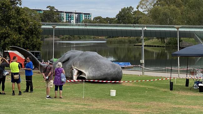 Onlookers gathered to see the whale in its new location on Wednesday. Picture: Roy van der Vegt