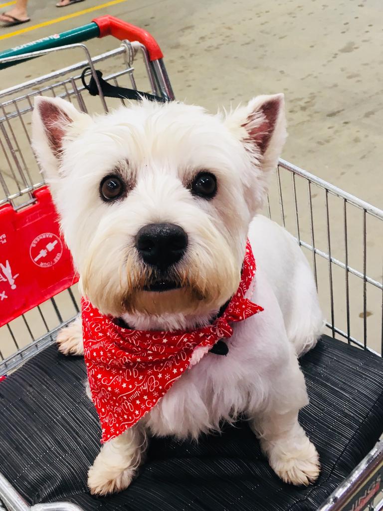 Bunnings is my favourite weekly outing.... plenty of pats and a smacko! Picture: Michael Tisdell