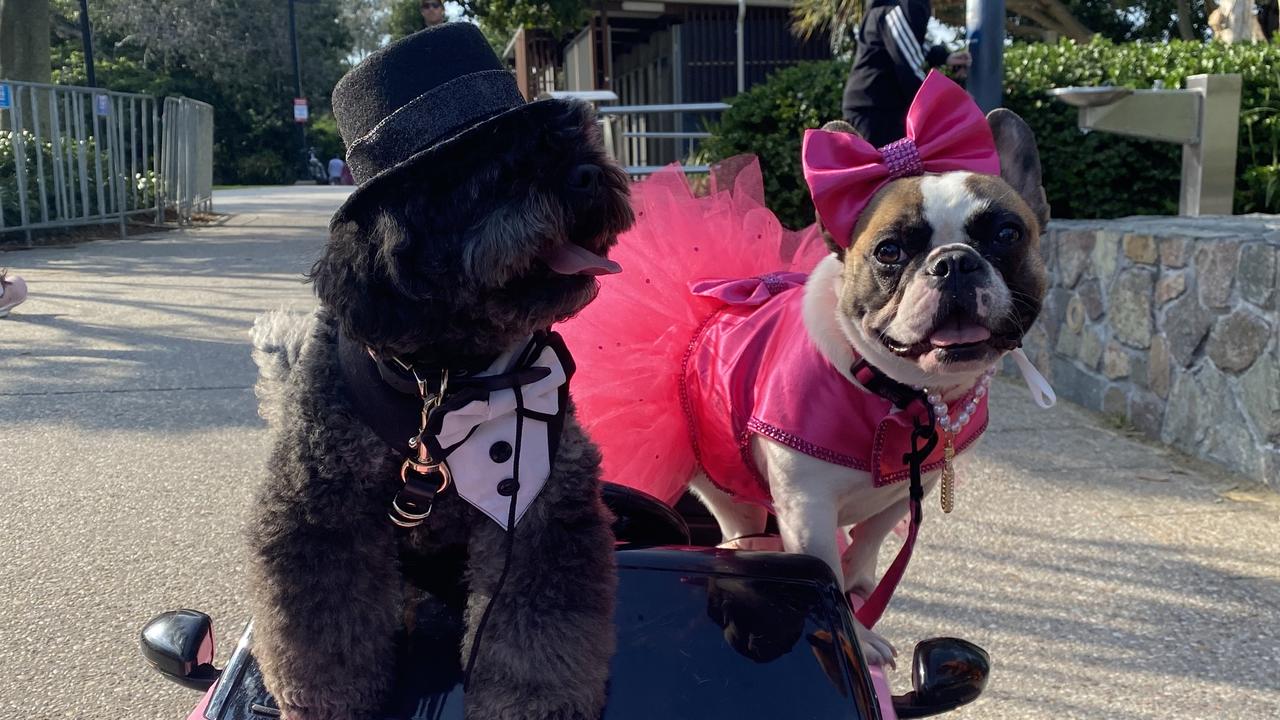 Instagram-famous dogs Leroy and Piglet at the recent protest against the dog ban proposal for Point Cartwright. Picture: Monique Ashmore