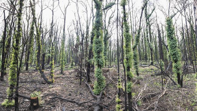 Green shoots are already sprouting along the Great Alpine Rd in bushfire-affected parts of Victoria. Photo: Dannika Bonser