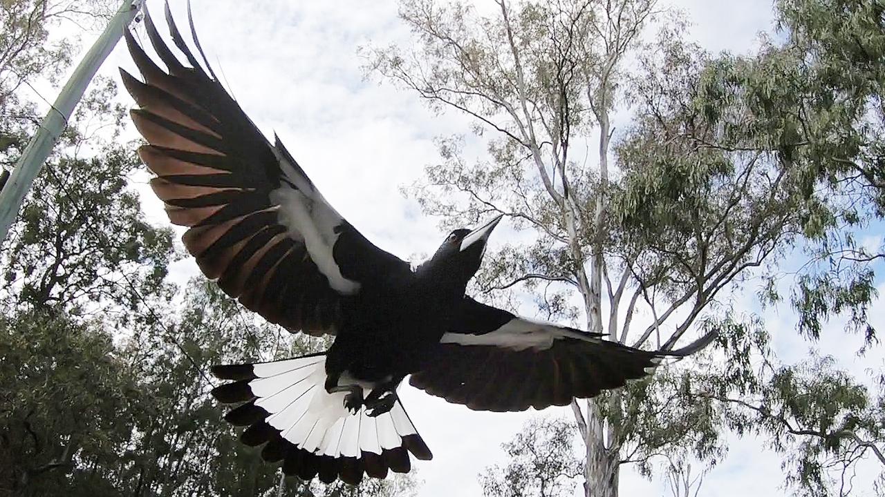 Magpie swooping season and how to avoid being swooped by magpies Herald Sun