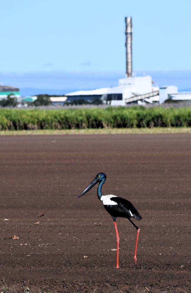 A black-necked stork traipses through a freshly cut Hinchinbrook canefield with Macknade Mill in the background. The mill was not operating on Tuesday following heavy rain inhibited the sugarcane harvest. Picture: Cameron Bates