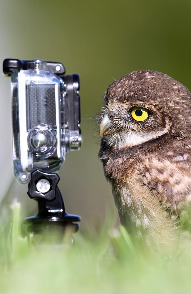 Selfie Master ... an owl looks into a camera. Picture: Megan Lorenz/Comedy Wildlife Photographer Awards