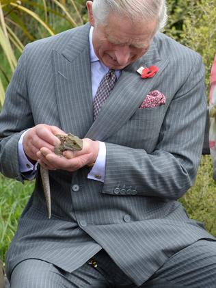 Prince Charles’ encounters bumblebee on trip to New Zealand | The ...
