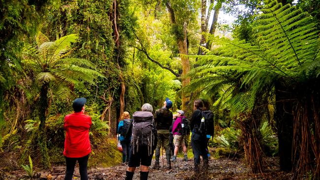 In the podocarp forest on the Hollyford Track.