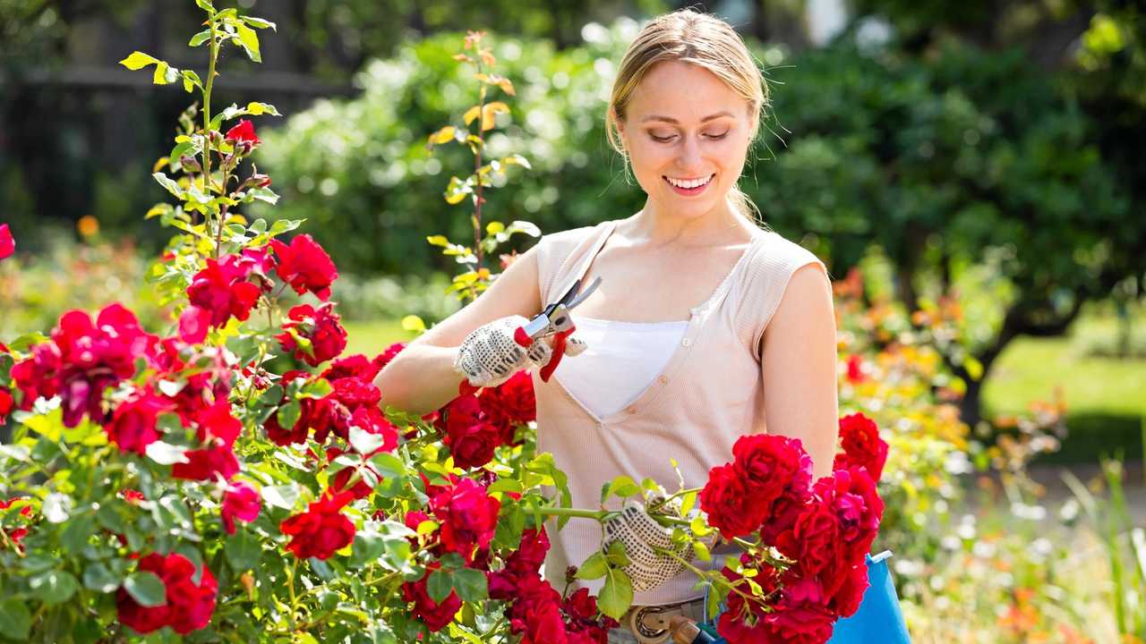 FUN IN YOUR DOWNTIME: If gardening makes you happy, it's time to get back out and smell the roses. Picture: Thinkstock