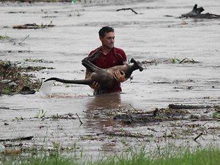 ROO RESCUE: Raymond Cole entered the flood waters to rescue this kangaroo near One Mile Bridge in Ipswich. Picture: Nick De Villiers