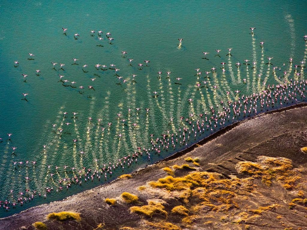 A pat of flamingos fly over Flamingo Lake, Kenya. Picture: Michael Poliza/Caters News