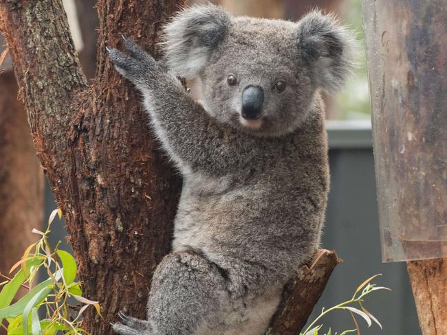 Basil the koala at the Port Macquarie Koala Hospital. Picture: Supplied