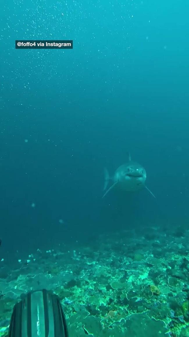 Terrifying footage of great white shark spotted in Indonesia