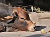 Livestock shot and killed on Qld cattle station