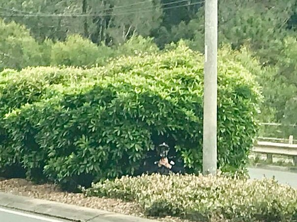 The officer was seen hiding in some bushes on the median strip. Picture: Facebook