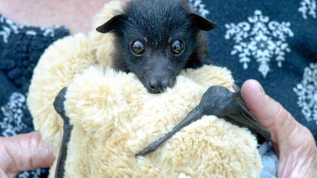 EXHAUSTED BABY: An orphaned flying fox in Rockhampton following last week's fires. Picture: Jann Houley