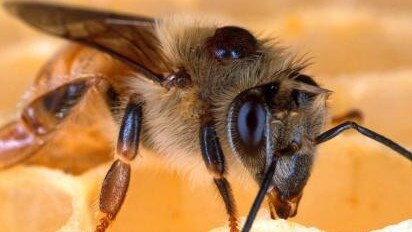 A Varroa destructor (Varroa mite) attacking a European honey bee. Picture: NSW DPI