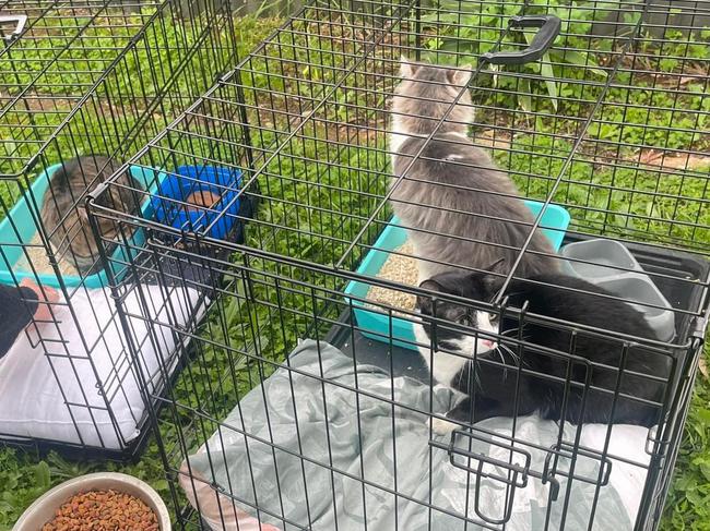 ‘It was awful’: Cats left to die in cages under a tarp in a backyard