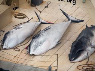 Dead minke whales on the deck of the Japanese whaling vessel in the Southern Ocean.