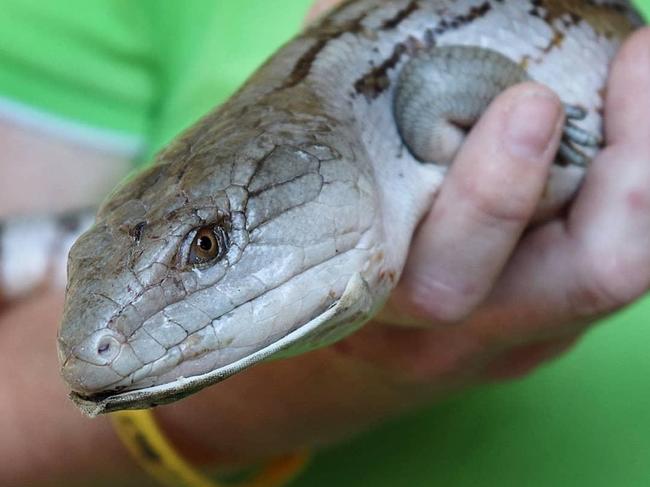 Billy Bob the blue tongued lizard is almost ready to be released back into the bush, sporting his paperclip splint. It is expected to fall of the next time he sheds his skin. Picture: Kat Cook/NQ Wildlife Care