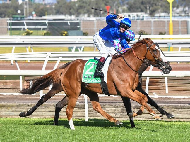 Cascadian (GB) ridden by Ben Melham wins the TAB Australian Cup at Flemington Racecourse on March 30, 2024 in Flemington, Australia. (Photo by Pat Scala/Racing Photos via Getty Images)