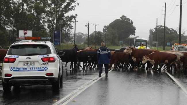 Police help farmers herd cattle to safety in nearby Richmond. Picture: John Grainger