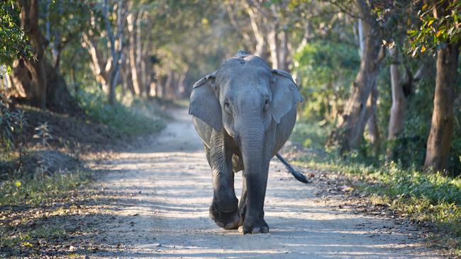 An elephant in Kaziranga National Park, India.