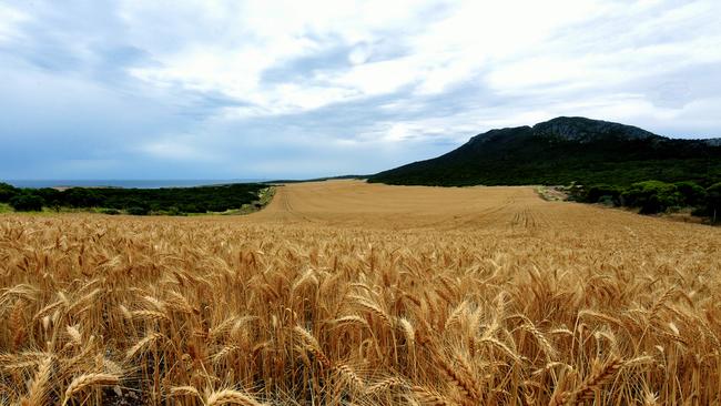 Even under modest warming scenarios, half our wheat capacity would be gone by the end of the century. Picture: Bernard Humphreys