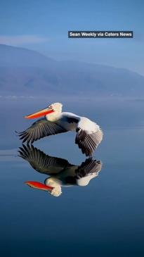 Photographer captures unreal footage of rare pelican