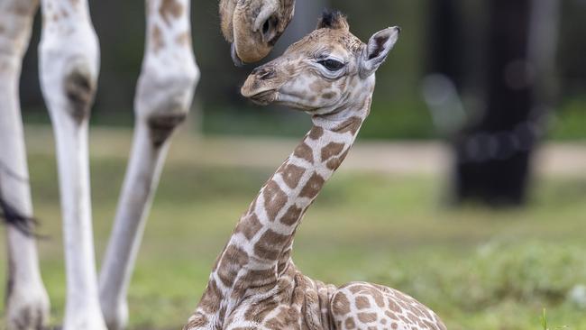 Wayo was born at Taronga Western Plains Zoo Dubbo on Saturday, July 23. Picture: Rick Stevens