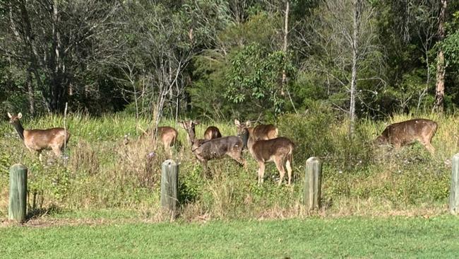 Large numbers of feral deer in the Gold Coast hinterland.