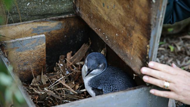 National Park staff have created a number of nesting boxes for the penguins up at North Head. Picture: Adam Yip