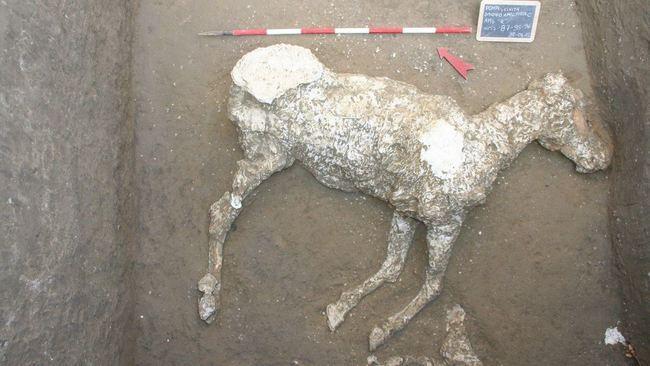 Pompeii Archaeologists Uncover Remains of Horse That Perished in Vesuvius Eruption