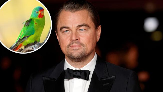 Leonardo DiCaprio has again issued a plea to the Tasmanian government to end native forest logging, which he says has pushed species including the critically endangered swift parrot “to the brink of extinction”.