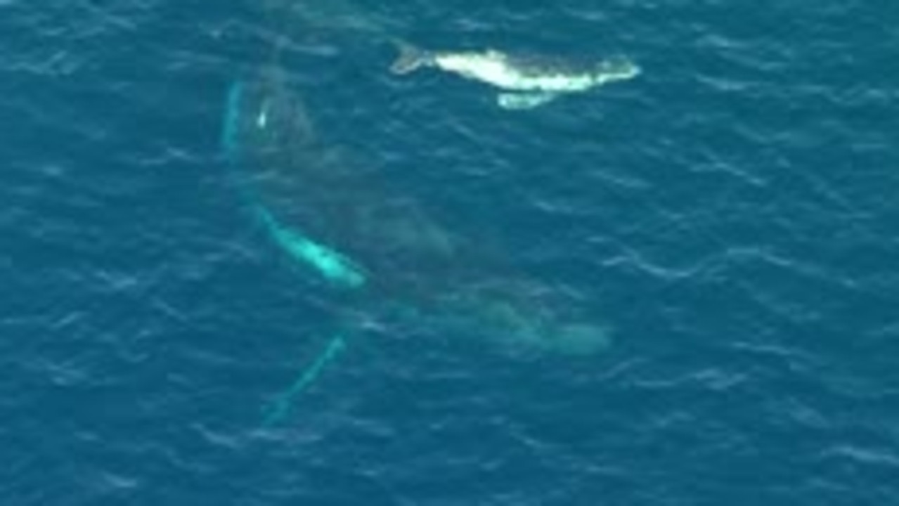 The whales managed to free themselves and swam away together. Picture: 9 News