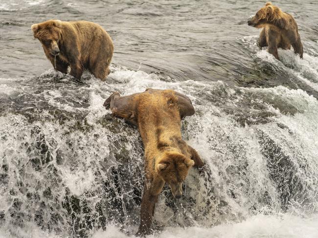 This brown bear was in the midst of a short tumble as he was fishing atop Brooks Falls, Alaska during the annual salmon run. Picture: Taylor Thomas Albright / National Geographic Photo Contest