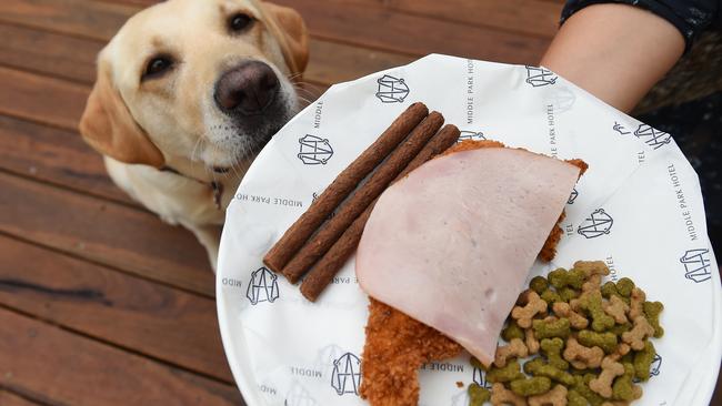 Lindy the Labrador gets ready to tuck into her puppy parma. Picture: Josie Hayden