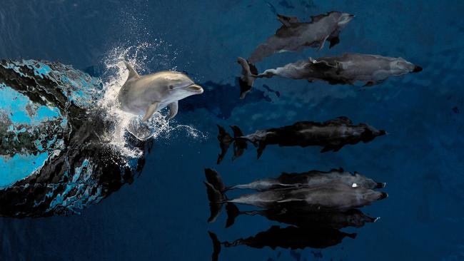 In the Tuamotu atoll of Rangiroa, dolphins surf the waves and greet every passing ship with boundless joy. Picture: Estebane Rezkallah/TNC Photo Contest 2023