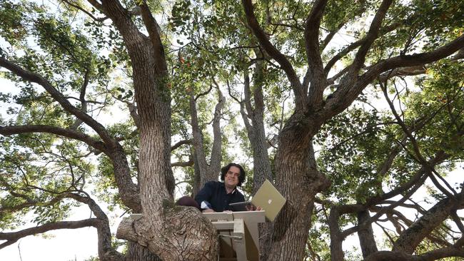 Dr Jason Nelson draws his inspiration from his favourite tree at his home near Canungra. Picture: Glenn Hampson