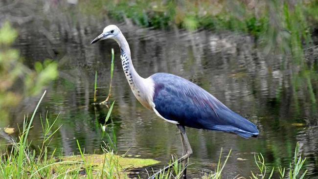 THIS MONTH: This pic of a White-Necked Heron was contributed to last year's competition by Garry Innes. Picture: Garry Innes