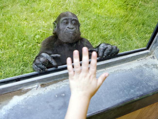 Two year-old old gorilla Kaius pictured at Mogo Zoo on the South Coast of NSW. Picture: Sam Ruttyn