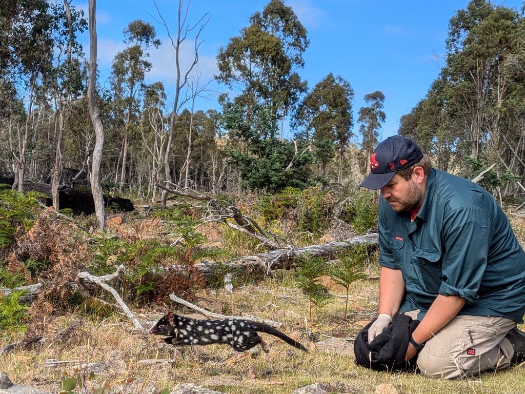 Dr Hamilton releases an eastern quoll. Picture: Cath Dickson