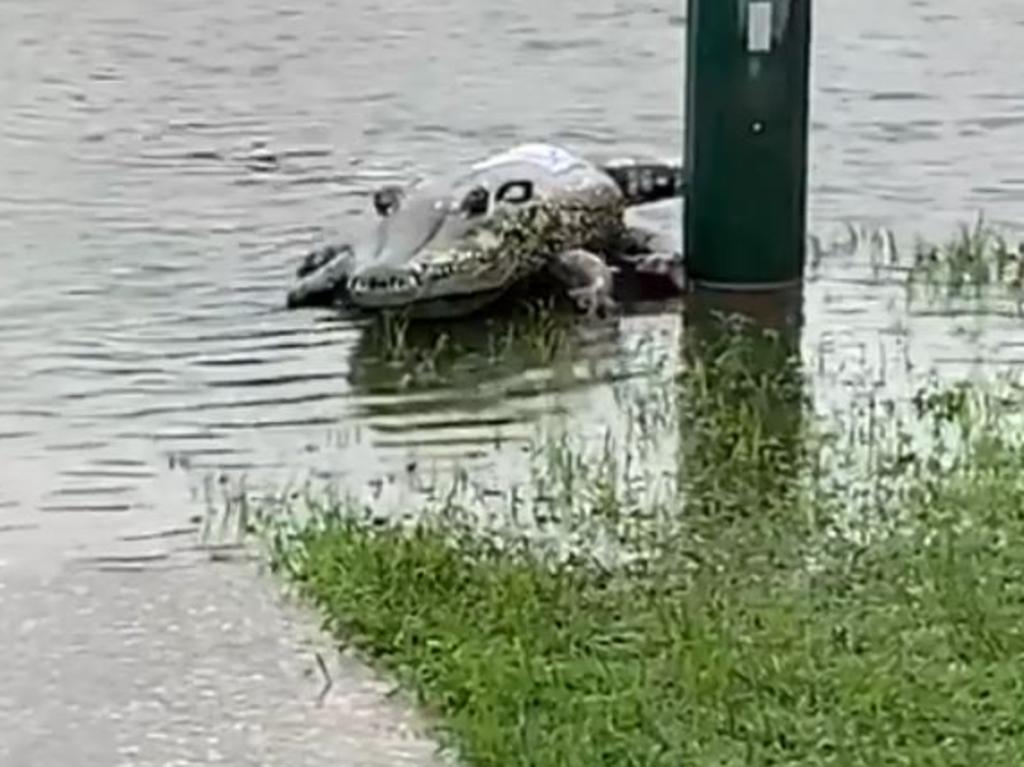 The "crocodile" captured by Scott Munro. Picture: Stacy Munro/Storyful