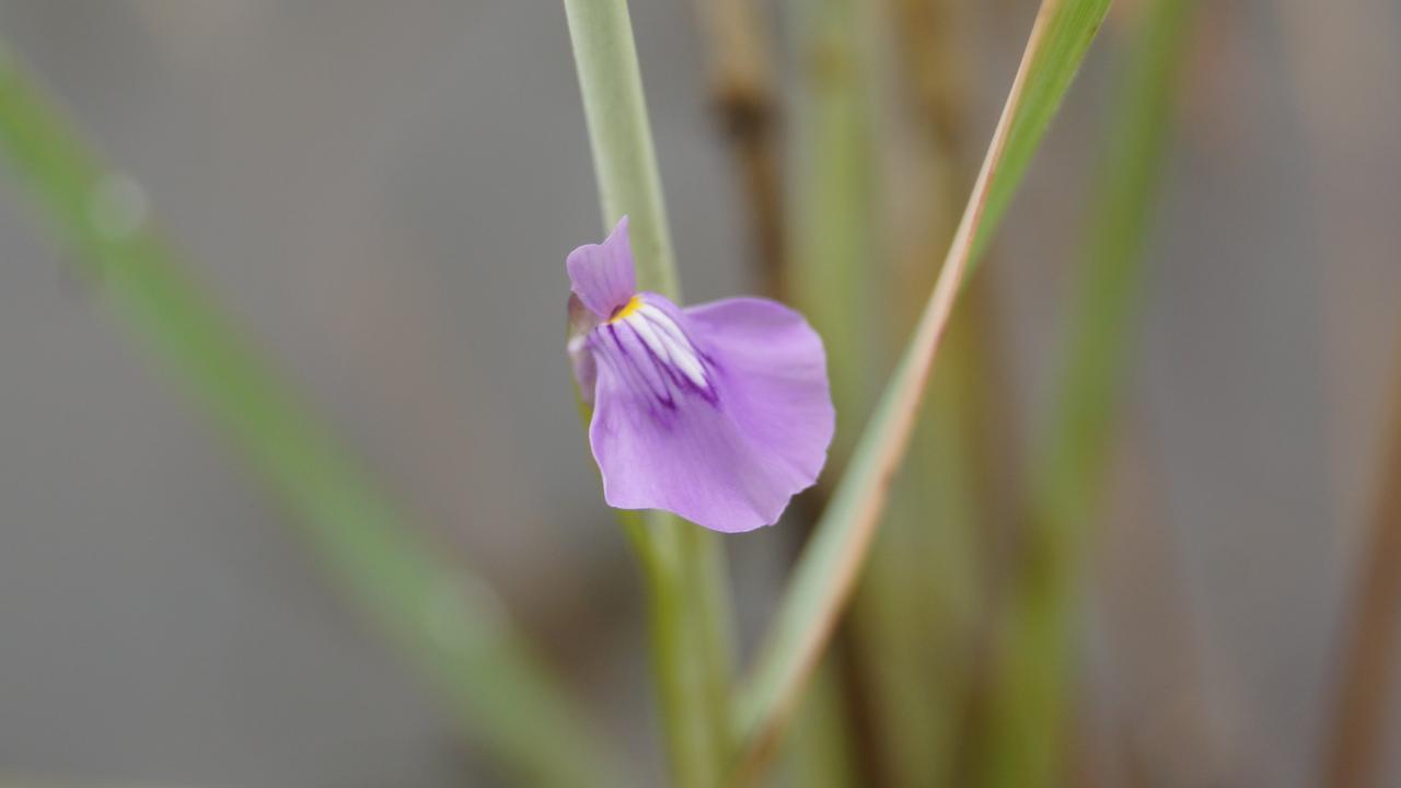 Researchers trekked through a crocodile infested river to find this carnivorous bladderwort plant, Utricularia baliboongarnang. Picture: Australian Institute of Botanical Science