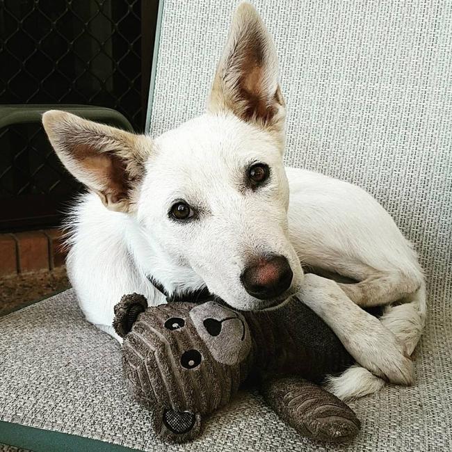 BAXTER: The seven-month-old kelpie heeler pup loves his teddy.