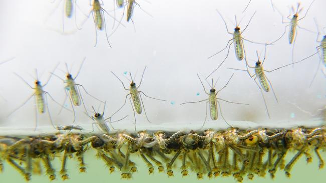 Mosquito larvae. Picture: Tweed Shire Council.