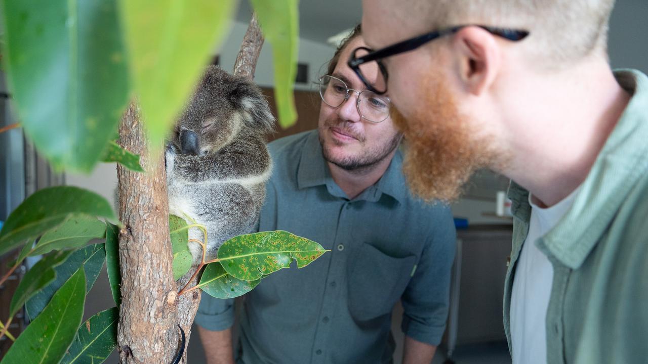 Dr Ryan Witt and Dr Lachlan Howell at Port Stephens Koala Hospital. The pair have published a paper with other scientists exploring the potential of freezing koala sperm for use in captive breeding programs. Image taken by University of Newcastle staff.