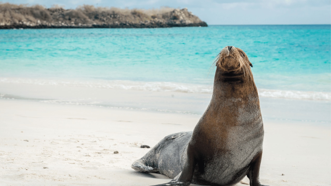 10 best Aussie beaches for animal encounters | body+soul