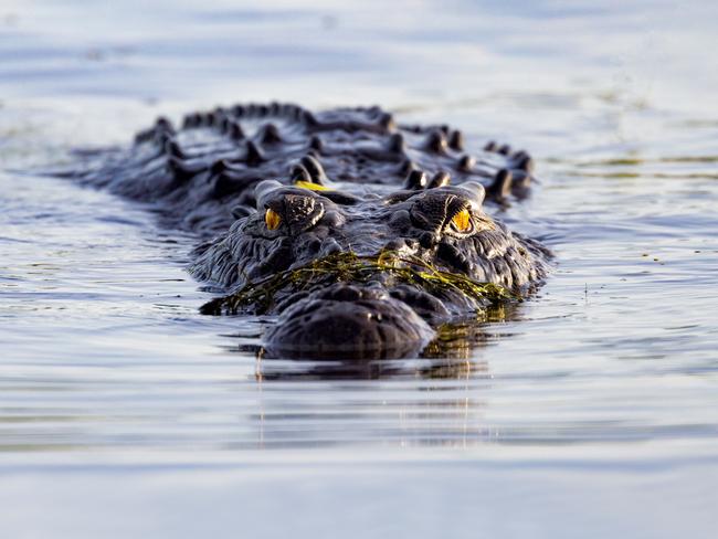 Crocodile at Yellow Waters Kakadu Photo- Tourism NT ESCAPE 8 May 2022 Destination Kakadu