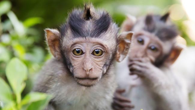Bali: Uluwatu Temple macaques steal tourists’ things, ransom them for ...