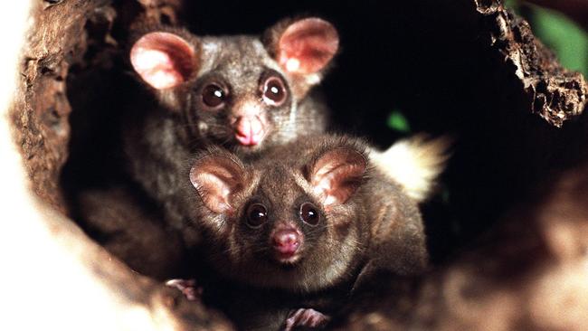 Greater gliders would be better protected in a new national park.