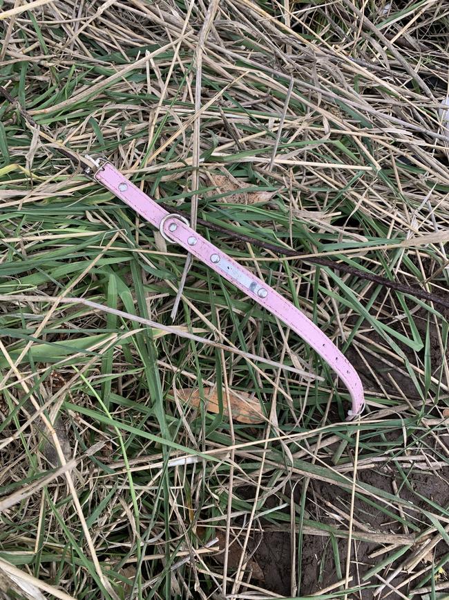 What appeared to be a pink dog collar was found at the scene. Picture: Supplied