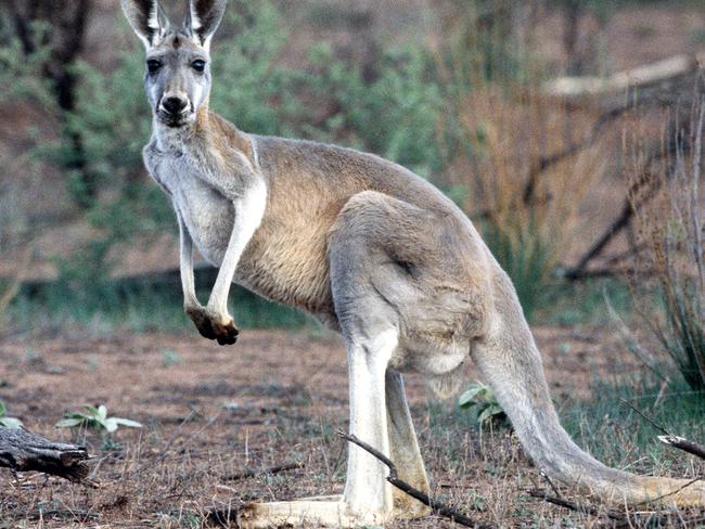 Grey kangaroo in the Flinders Ranges South Australia. sa animal/Kangaroos